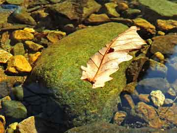 松江区石湖荡镇